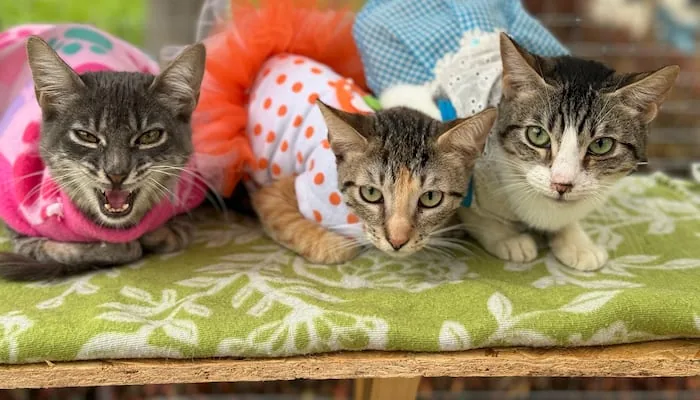 Dónde adoptar