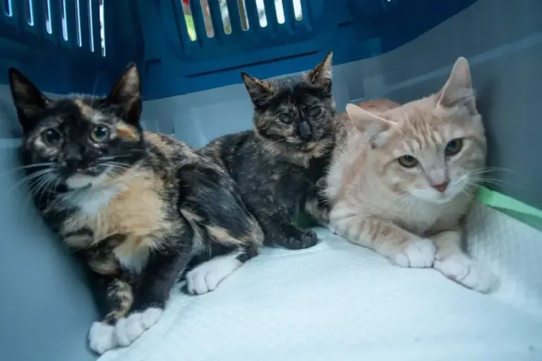 Más gatitos buscan familia. Si les gusta, búsquenlos a las redes de Katto The Kat como