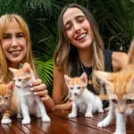 Feline rescue in the digital age: groups that find homes for cats through Instagram and TikTok