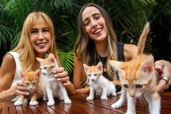 Feline rescue in the digital age: groups that find homes for cats through Instagram and TikTok