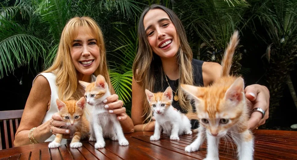 Feline rescue in the digital age: groups that find homes for cats through Instagram and TikTok