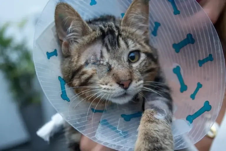 Un gatito