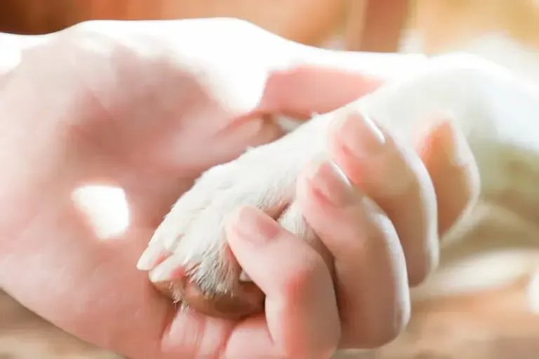 A recent study in the United Kingdom found that the death of a pet can cause pain comparable to losing a close family member or friend.