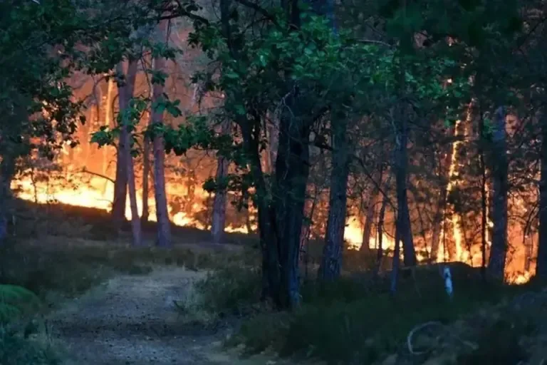 Active fire in the Fontainebleau forest, in Noisy-sur-École. Photo: EFE/EPA/SDIS 77 / Frank Desprez