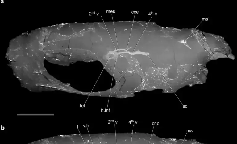 The images obtained through tomography allowed scientists to reconstruct in 3D the brain and internal structures of the ancient fish's skull. (Source: Forbes)