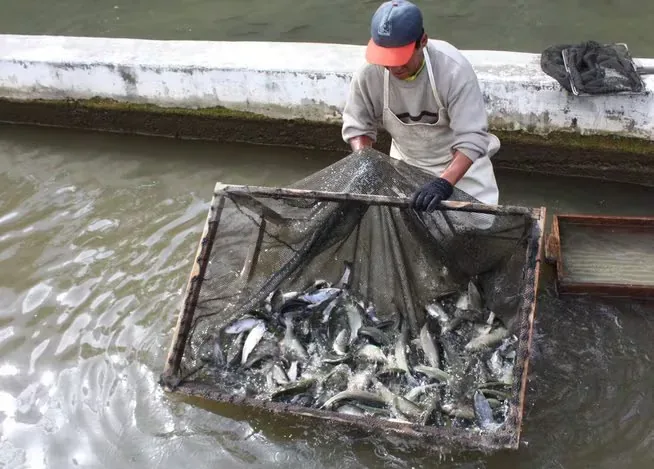 The emergency measure from Produce also includes aquaculturists.