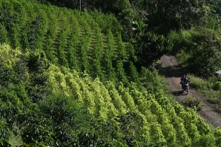 A motorcycle passes by a mixed coffee and coca leaf plantation in Argelia, Cauca department, Colombia, on May 6, 2025. (Photo by JOAQUIN SARMIENTO / AFP).