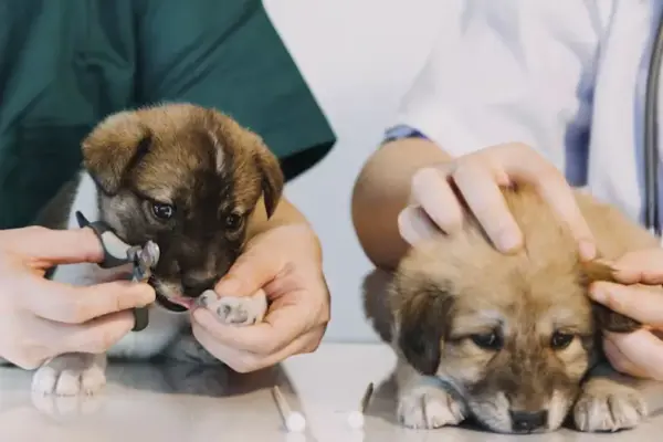 The district of Lima that will offer free veterinary services for your pet this Sunday, August 30: find out what time and where you can go