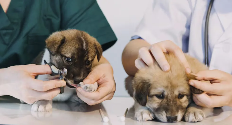 The district of Lima that will offer free veterinary services for your pet this Sunday, August 30: find out what time and where you can go