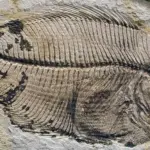An unprecedented finding: the fossilized brain of a prehistoric fish is found and this is what it looks like