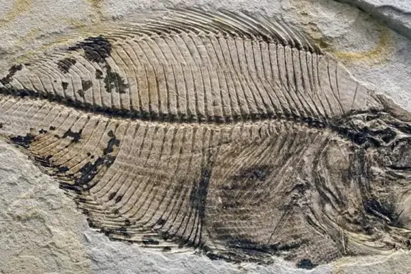 An unprecedented finding: the fossilized brain of a prehistoric fish is found and this is what it looks like