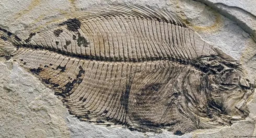 An unprecedented finding: the fossilized brain of a prehistoric fish is found and this is what it looks like