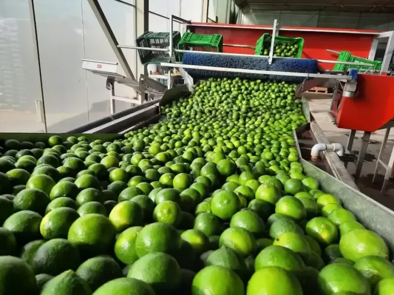 El problema tampoco termina en el pescado. La cadena del ceviche depende de otros productos agrícolas que también pueden verse afectados por las condiciones climáticas.  (Foto: Sol de Olmos)