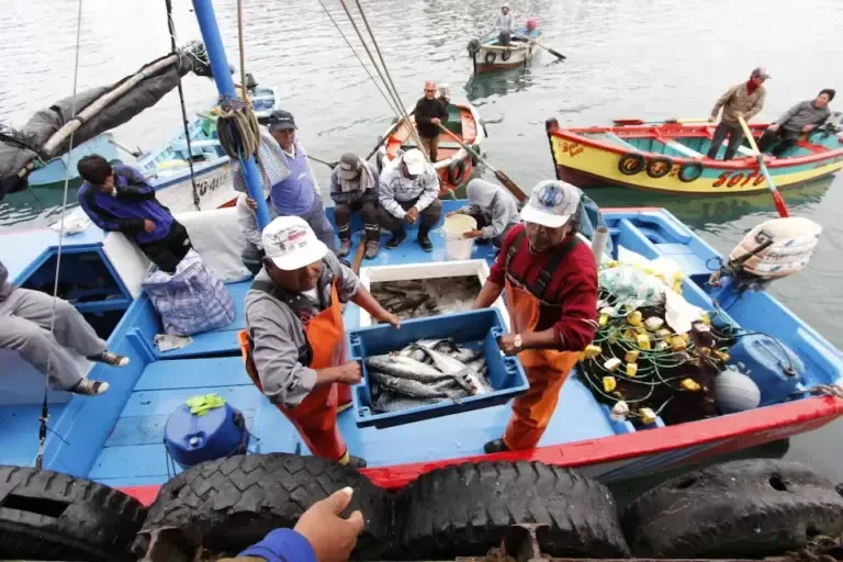 El cambio de las condiciones del mar también está generando una mayor presencia de especies asociadas a aguas cálidas. Produce ha señalado, entre otras, al atún, al barrilete, al bonito, al camarón, al tiburón y al pez volador como recursos de oportunidad.  | Foto: PRODUCE.