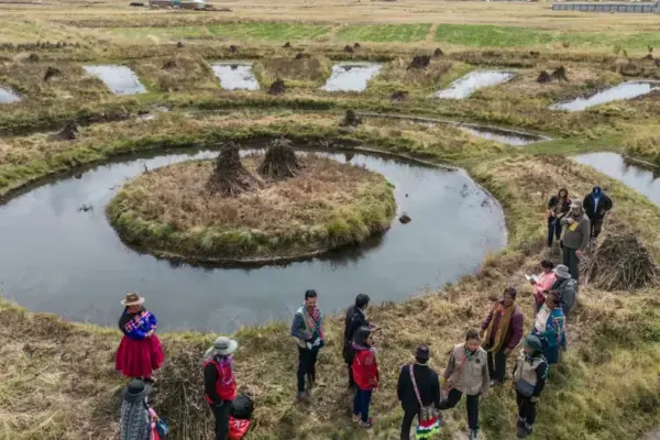 To the rescue of the waru waru, the ancient farming technique that could be our cutting-edge technology against severe climate change
