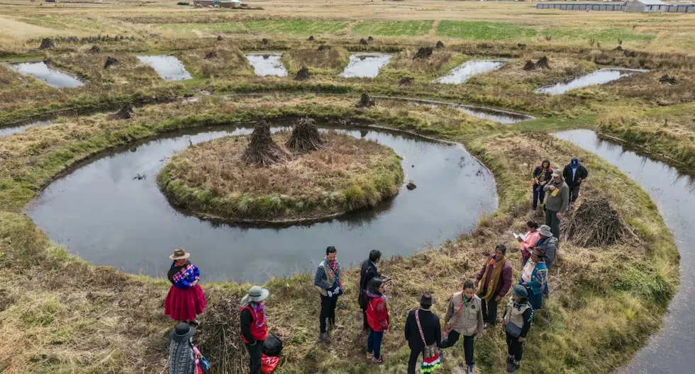 To the rescue of the waru waru, the ancient farming technique that could be our cutting-edge technology against severe climate change