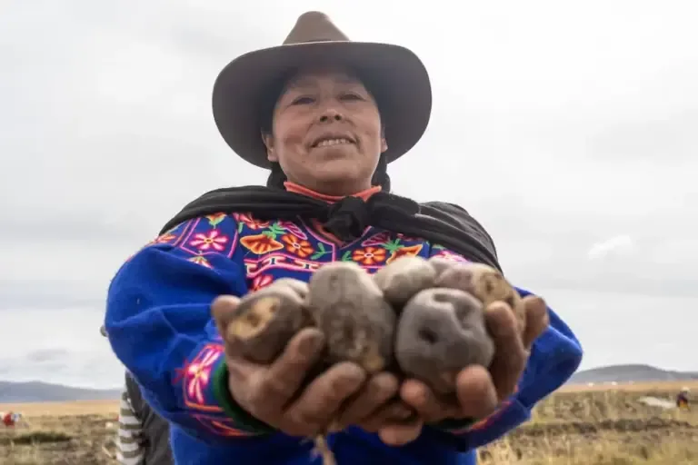 In these floating lands, farmers harvest various products, from robust native potatoes to quinoa and cañihua. (Photo: World Monuments Fund)