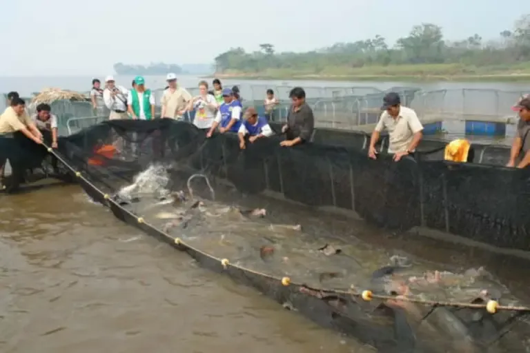 El escenario todavía es incierto. Produce ha optado por fortalecer el monitoreo y establecer mecanismos de manejo adaptativo, mientras que los restaurantes se preparan para un escenario en el que la composición de la oferta marina podría seguir cambiando. (Foto: Andina)